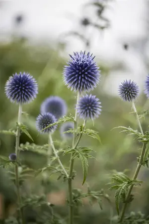 Echinops ritro - 2 Ltr pot - image 1
