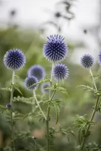 Echinops ritro - 2 Ltr pot - image 1