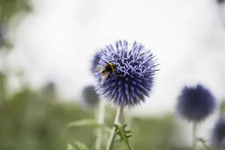 Echinops ritro - 1.5 Ltr pot - image 3