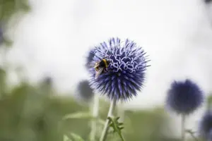 Echinops ritro - 1.5 Ltr pot - image 3