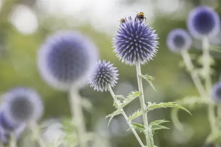 Echinops ritro - 1.5 Ltr pot - image 5
