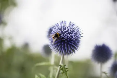 Echinops ritro - 2 Ltr pot - image 3