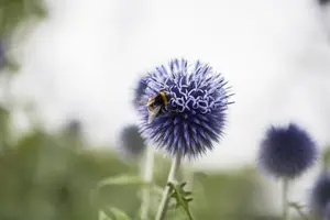 Echinops ritro - 2 Ltr pot - image 3