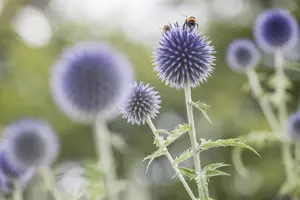 Echinops ritro - 2 Ltr pot - image 5