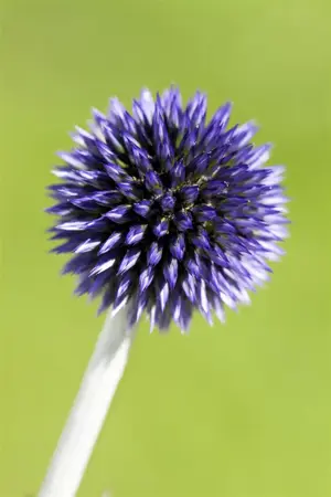 Echinops ritro 'Veitch's Blue' - P9 - image 1
