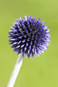 Echinops ritro 'Veitch's Blue'