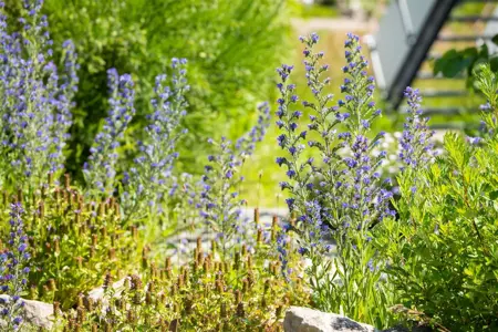 Echium vulgare - P9 - image 1