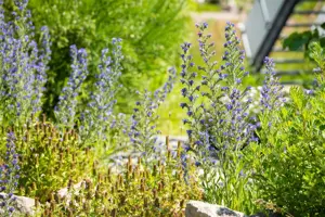 Echium vulgare