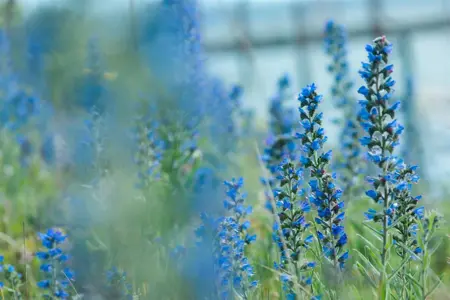 Echium vulgare - P9 - image 2