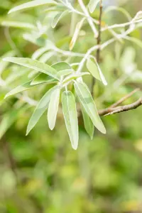 Elaeagnus angustifolia - P9 - image 5