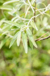 Elaeagnus angustifolia - 60-80 CM C2 - image 5