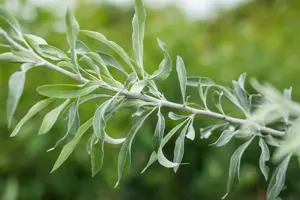 Elaeagnus angustifolia - P9 - image 2