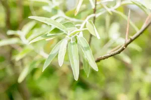 Elaeagnus angustifolia - P9 - image 4