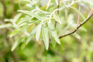 Elaeagnus angustifolia - 60-80 CM C2 - image 4