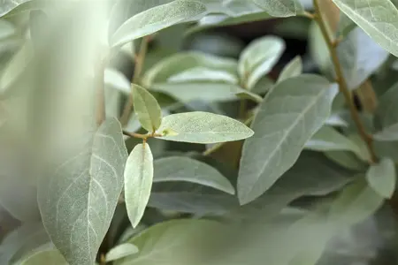 Elaeagnus angustifolia - P9 - image 1