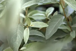 Elaeagnus angustifolia