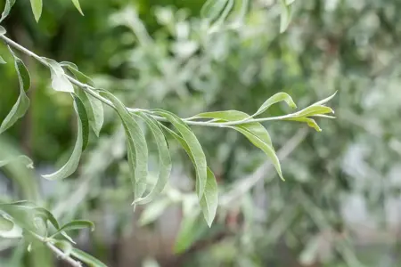 Elaeagnus angustifolia - P9 - image 3