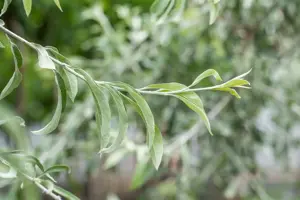 Elaeagnus angustifolia - P9 - image 3