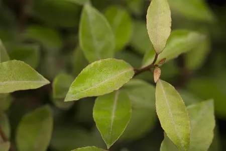 Elaeagnus ebbingei - 7.5 Ltr pot - image 1