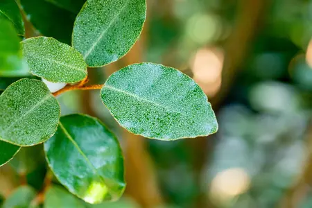 Elaeagnus ebbingei - 40-50 CM C10 - image 5