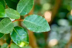 Elaeagnus ebbingei - 40-50 CM C10 - image 5