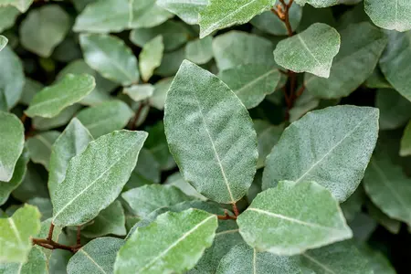 Elaeagnus ebbingei - LINERS TRAY SIZE 9 CM POT - image 4