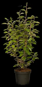 Elaeagnus ebbingei - BALL 60-70 CM RB - image 5