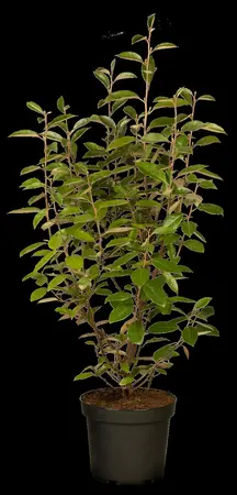 Elaeagnus ebbingei - C1 - image 5