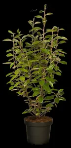 Elaeagnus ebbingei - C1 - image 5
