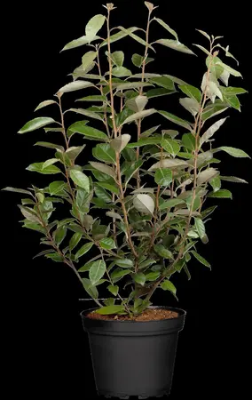 Elaeagnus ebbingei - C1 - image 1