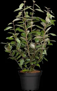 Elaeagnus ebbingei - C1 - image 1