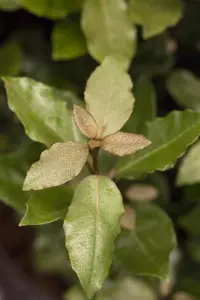 Elaeagnus ebbingei 'Compacta'