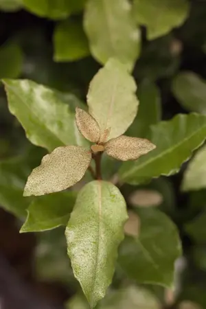 Elaeagnus ebbingei 'Compacta' - 70-80 CM C10 - image 1