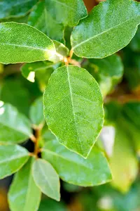 Elaeagnus ebbingei 'Compacta' - 60-80 CM C6.5 - image 2