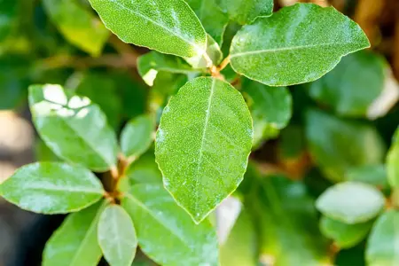 Elaeagnus ebbingei 'Compacta' - 70-80 CM C10 - image 3
