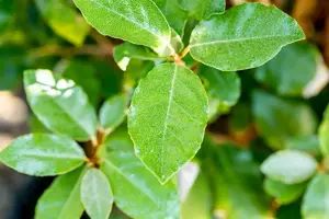 Elaeagnus ebbingei 'Compacta' - 70-80 CM C10 - image 3