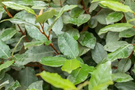 Elaeagnus ebbingei 'Compacta' - 70-80 CM C10 - image 5