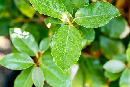 Elaeagnus ebbingei 'Compacta' - 1/2 STDS C12 - image 3