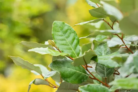 Elaeagnus ebbingei 'Compacta' - 60-80 CM C6.5 - image 4