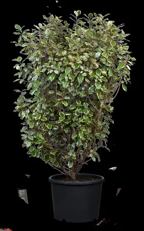 Elaeagnus ebbingei 'Gilt Edge' - 3 Ltr pot