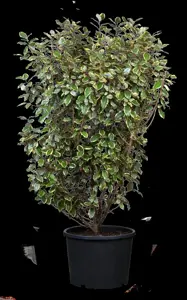Elaeagnus ebbingei 'Gilt Edge'
