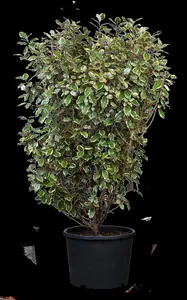 Elaeagnus ebbingei 'Gilt Edge'