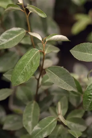 Elaeagnus ebbingei 'Lemon Ice' - P9 - image 2