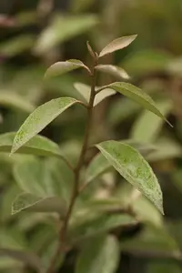 Elaeagnus ebbingei 'Lemon Ice' - P9 - image 3