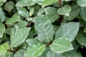 Elaeagnus ebbingei 'Lemon Ice' - P9 - image 4