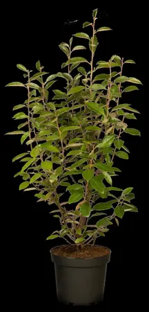 Elaeagnus ebbingei 'Lemon Ice' - 40-50 CM RB - image 5