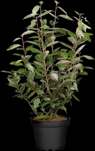 Elaeagnus ebbingei 'Lemon Ice' - 30-40 CM RB - image 5