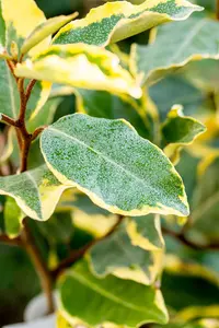 Elaeagnus ebbingei 'Limelight' - 2 Ltr pot - image 4
