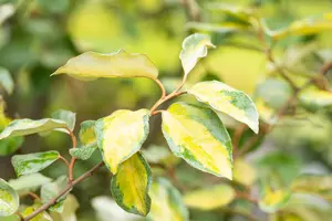 Elaeagnus ebbingei 'Limelight' - LINERS 18 CEL TRAY P9 SIZE - image 5