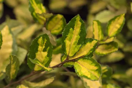 Elaeagnus ebbingei 'Limelight' - 2 Ltr pot - image 1